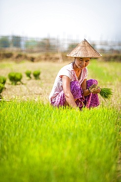 A woman harvests young rice into bundles which will be re-planted spaced further apart using more paddies to allow the rice to grow, Kachin State, Myanmar (Burma), Asia