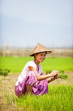 A woman harvests young rice into bundles which will be re-planted spaced further apart using more paddies to allow the rice to grow, Kachin State, Myanmar (Burma), Asia