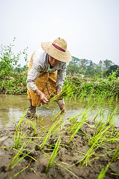 A woman plants rice in paddies near Myitkyina, Myanmar (Burma), Asia