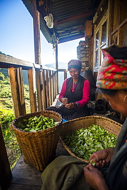 A Tamang woman peels little squashes in a small village called Briddim in the Langtang Region, Nepal, Asia