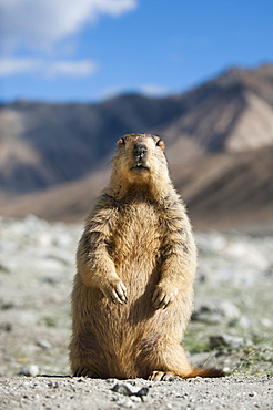 An inquisitive Himalayan marmot unwittingly strikes a pose, Ladakh, India, Asia