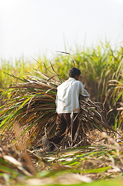 A man harvests sugarcane in Uttarakhand, India, Asia