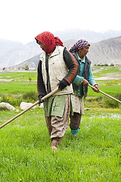 Women work with irrigation tools to even the flow of water into their wheat field, Ladakh, India, Asia