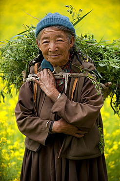 A woman works in a mustard filed in the remote Nubra Valley in Ladakh, India, Asia