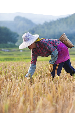 A woman harvests rice in Yunnan Province, China, Asia