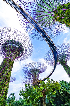 Supertree Grove in the Gardens by the Bay, a futuristic botanical gardens and park, Marina Bay, Singapore, Southeast Asia, Asia