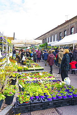 Columbia Road Flower Market, a very popular Sunday market between Hoxton and Bethnal Green in East London, London, England, United Kingdom, Europe