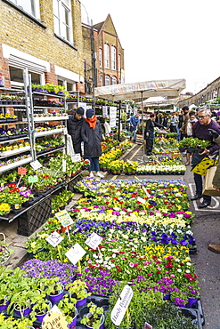 Columbia Road Flower Market, a very popular Sunday market between Hoxton and Bethnal Green in East London, London, England, United Kingdom, Europe