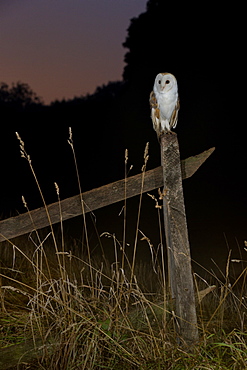 Barn owl perched on an old farm gate, Suffolk, England, United Kingdom, Europe