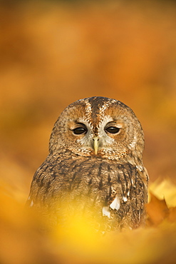 Tawny owl (Strix aluco), among autumn foliage, United Kingdom, Europe