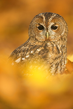 Tawny owl (Strix aluco), among autumn foliage, United Kingdom, Europe