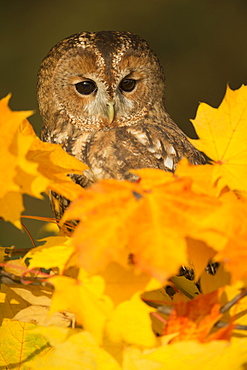 Tawny owl (Strix aluco), among autumn foliage, United Kingdom, Europe