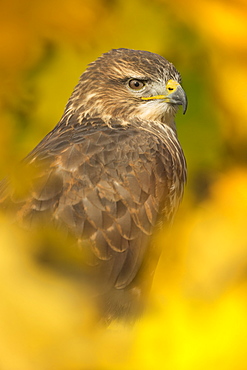 Common buzzard (Buteo buteo), among the autumn foliage, United Kingdom, Europe