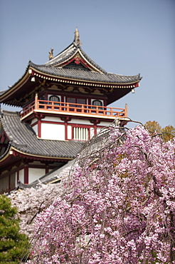 Momoyama castle during cherry blossom season, Kyoto, Japan, Asia