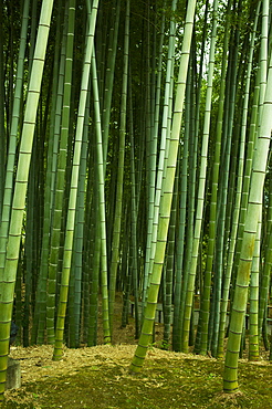 Bamboo forest in Kodai-ji temple, Kyoto, Japan, Asia