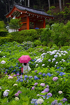 Rainy day during hydrangea season, Mimuroto-ji temple, Kyoto, Japan, Asia