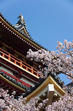 Momoyama castle during cherry blossom season, Kyoto, Japan, Asia