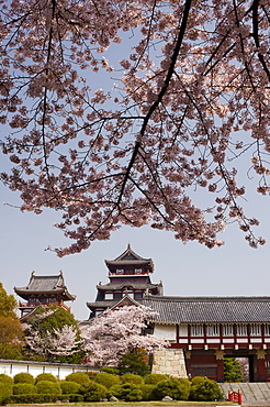 Momoyama castle during cherry blossom season, Kyoto, Japan, Asia