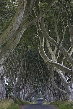 The Dark Hedges, Ballymoney, County Antrim, Ulster, Northern Ireland, United Kingdom, Europe