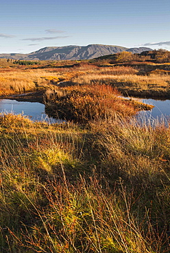 Autumn color with mountains in Thingvellir National Park, UNESCO World Heritage Site, Iceland, Polar Regions