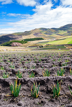 Andean vegetation, Ecuador, South America