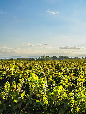 Vineyard of Bodega Viamonte, Lujan de Cuyo, Mendoza Province, Argentina, South America