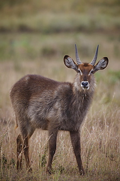 Waterbuck (Kobus ellipsiprymnus), Arusha National Park, Tanzania, East Africa, Africa