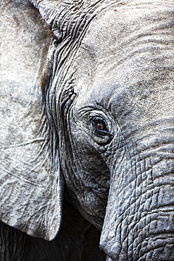 Eye of the African elephant, Serengeti National Park, Tanzania, East Africa, Africa