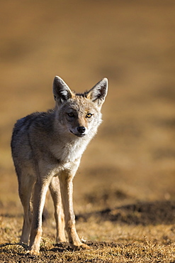 Black-backed jackal (Canis mesomelas), Ngorongoro Conservation Area, Tanzania, East Africa, Africa