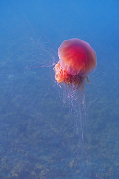 Lion's mane jellyfish (Cyanea capillata), Prince William Sound, Alaska, United States of America, North America