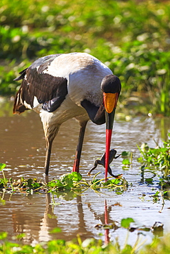 Saddle-billed stork (Ephippiorhynchus senegalensis), Ngorongoro Crater, Tanzania, East Africa, Africa