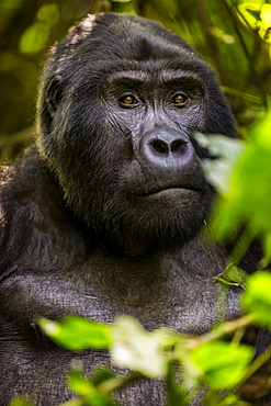 Mountain gorilla (Gorilla beringei beringei), Bwindi Impenetrable Forest, Uganda, Africa