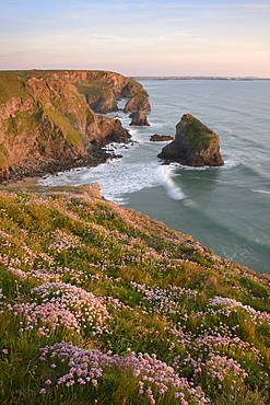 Sea Thrift growing on cliffs overlooking Bedruthan Steps, Cornwall, England, United Kingdom, Europe