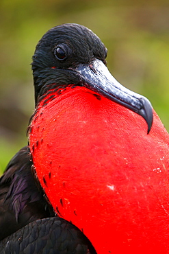 Male Magnificent Frigatebird (Fregata magnificens) with inflated gular sac, North Seymour Island, Galapagos National Park, Ecuador, South America