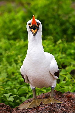 Nazca Booby (Sula granti) with open mouth, Genovesa Island, Galapagos National Park, Ecuador, South America