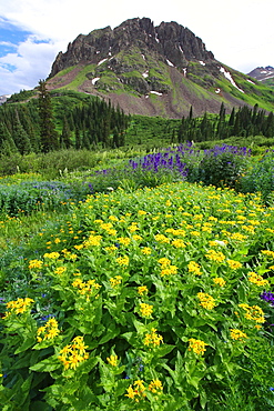 Summer wildflowers in Colorado's San Juan mountains, Colorado, United States of America, North America