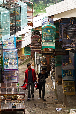 The bird and flower markets of Malang, Malang, East Java, Indonesia, Southeast Asia, Asia