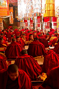 Tibetan Buddhist monks studying Buddhist scripture in Drepung Monastery, Lhasa, Tibet, China, Asia