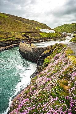 Flowers at Boscastle Harbour in springtime, Atlantic coast, Cornwall, England, United Kingdom, Europe