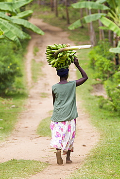 A woman walks down a path carrying a large bunch of bananas on her head, Uganda, Africa