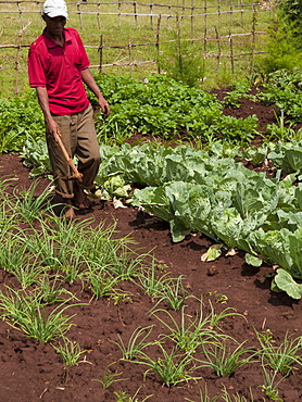 A farmer walks in his field of vegetables, Ethiopia, Africa