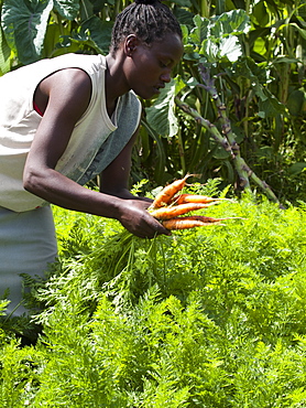 A woman picking carrots, Ethiopia, Africa