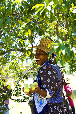 A woman smiling as she picks some peaches from a tree, Lesotho, Africa