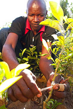 A male farmer grafting orange and lemon trees, Uganda, Africa