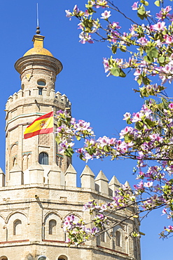 The Golden Tower (Torre del Oro), Seville, Andalusia, Spain, Europe