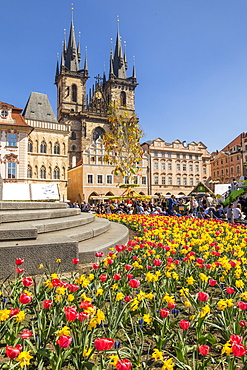 Staromestske namesti (Old Town Square) and Our Lady before Tyn Church in spring, UNESCO World Heritage Site, Prague, Bohemia, Czech Republic, Europe