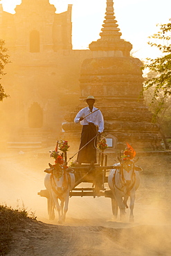 Oxen and cart driven through the dust near an ancient temple at sunset in Bagan (Pagan), Myanmar (Burma), Asia