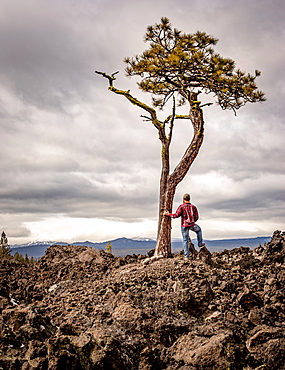 A man wearing flannel and blue jeans stands next to a solo tree in an old lava field, Oregon, United States of America, North America