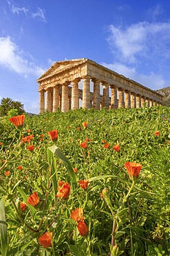 Doric temple, Segesta, Calatafimi , Trapani, Sicily, Italy