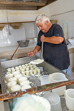 ricotta processing, Masseria Brusca, Nardò, Lecce, Salento, Apulia, Italy